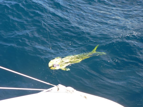 64- Mahi-mahi en route vers Taiohae 